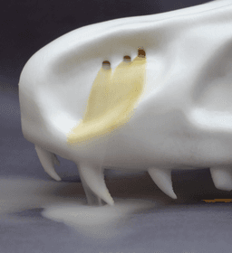 Dragon Skull Incense Burner 3d model