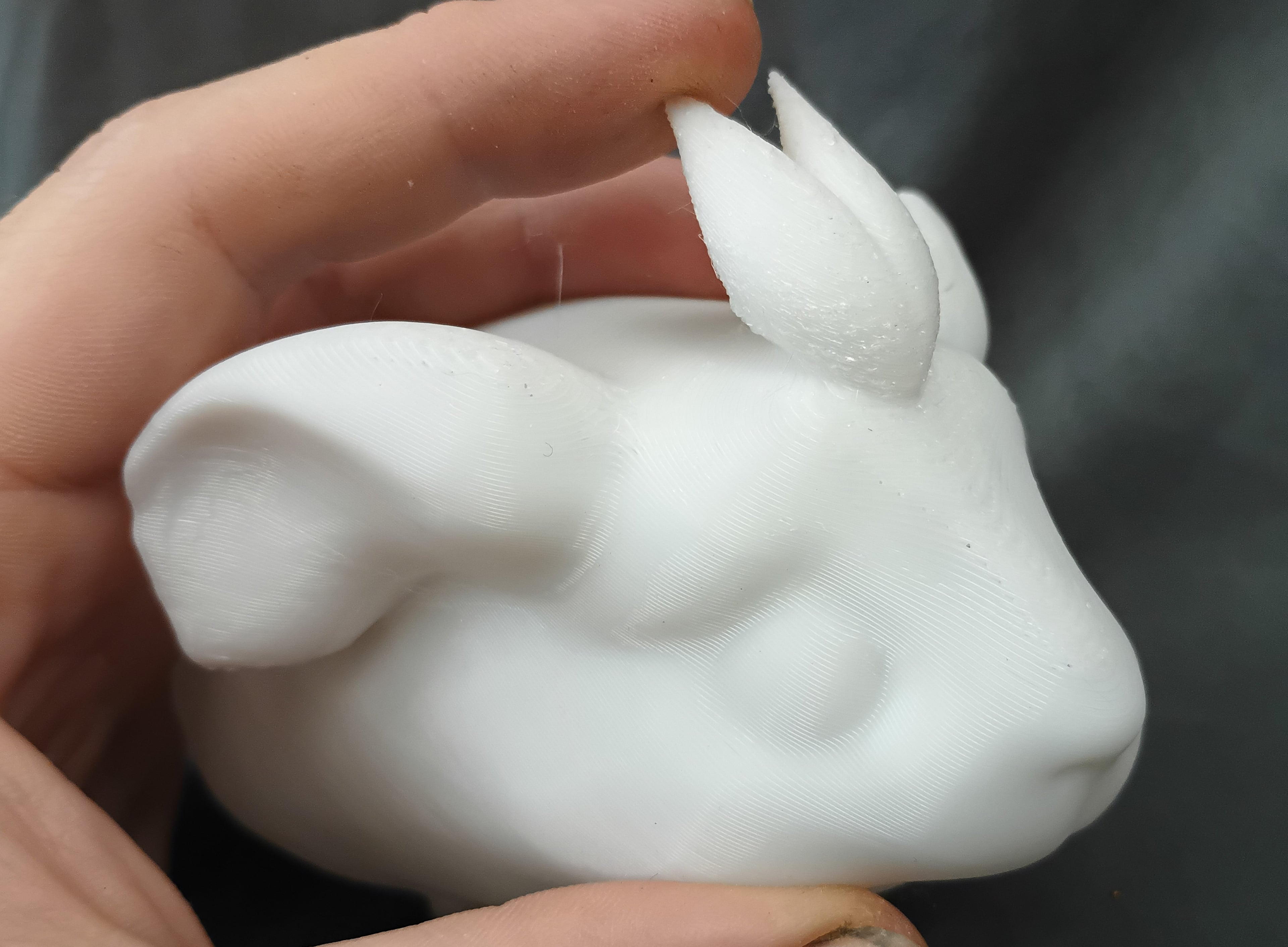 Guinea Pig Paint Your Own Model 3d model