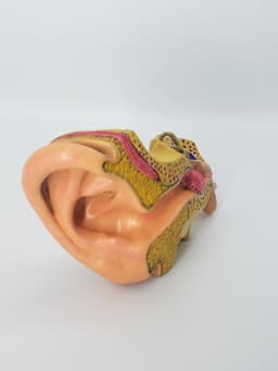 Anatomy of the Ear A Cross-Sectional 3D Print for Education 3d model