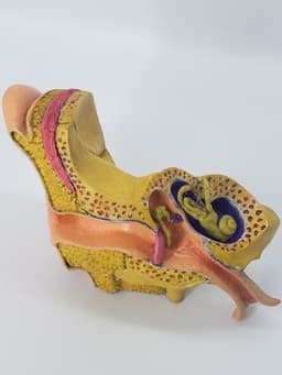 Anatomy of the Ear A Cross-Sectional 3D Print for Education 3d model