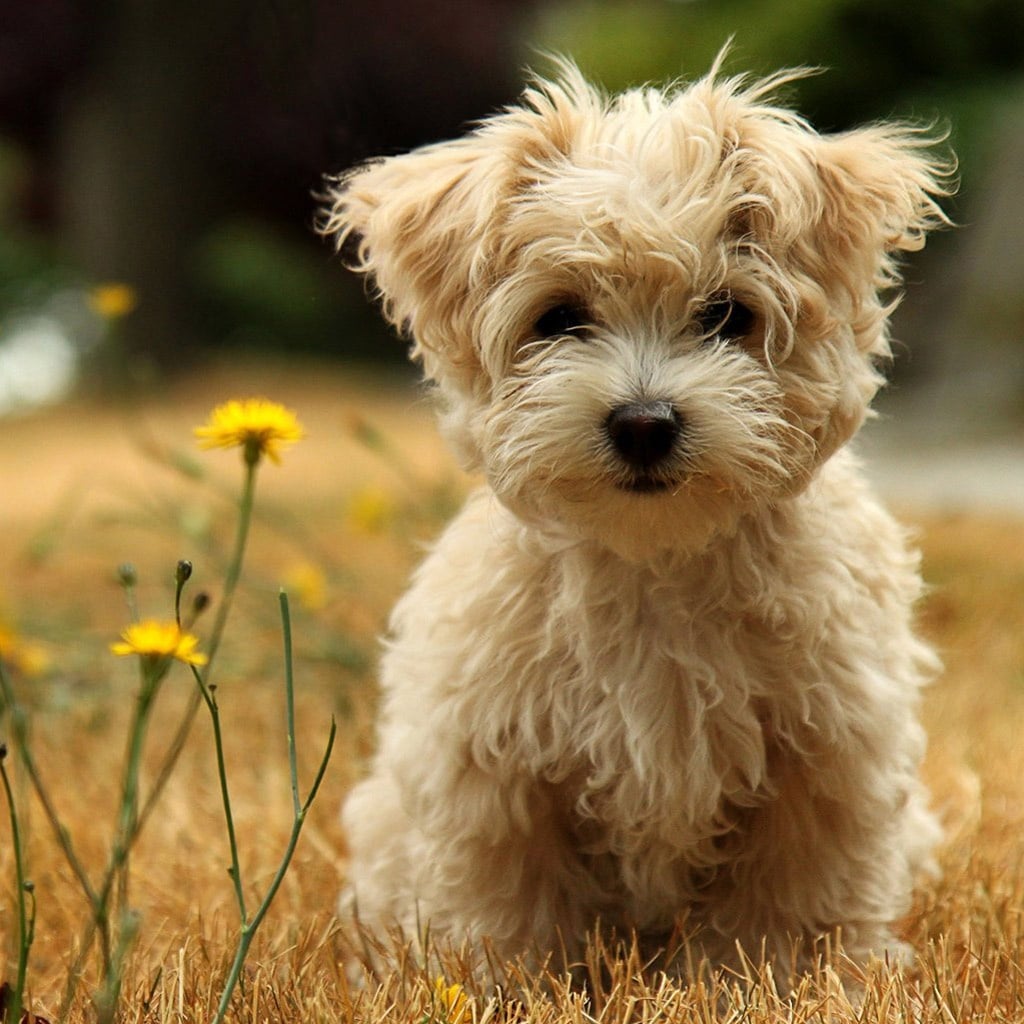 dog 3d model