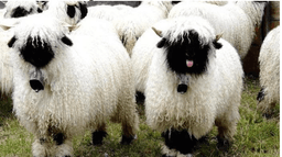 Hairy sheep Harry.stl 3d model