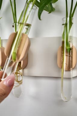 MONSTIA MINIMALIS - wall propagation tubes holder 3d model