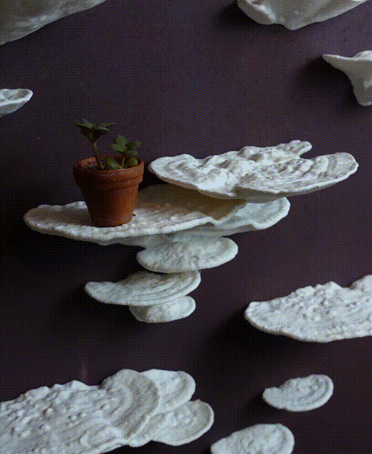 Mushroom shelf “Trametes Gibbosa” 3d model
