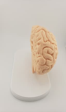 Brain Anatomy Cross-Section 3D print 3d model