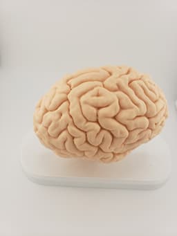 Brain Anatomy Cross-Section 3D print 3d model