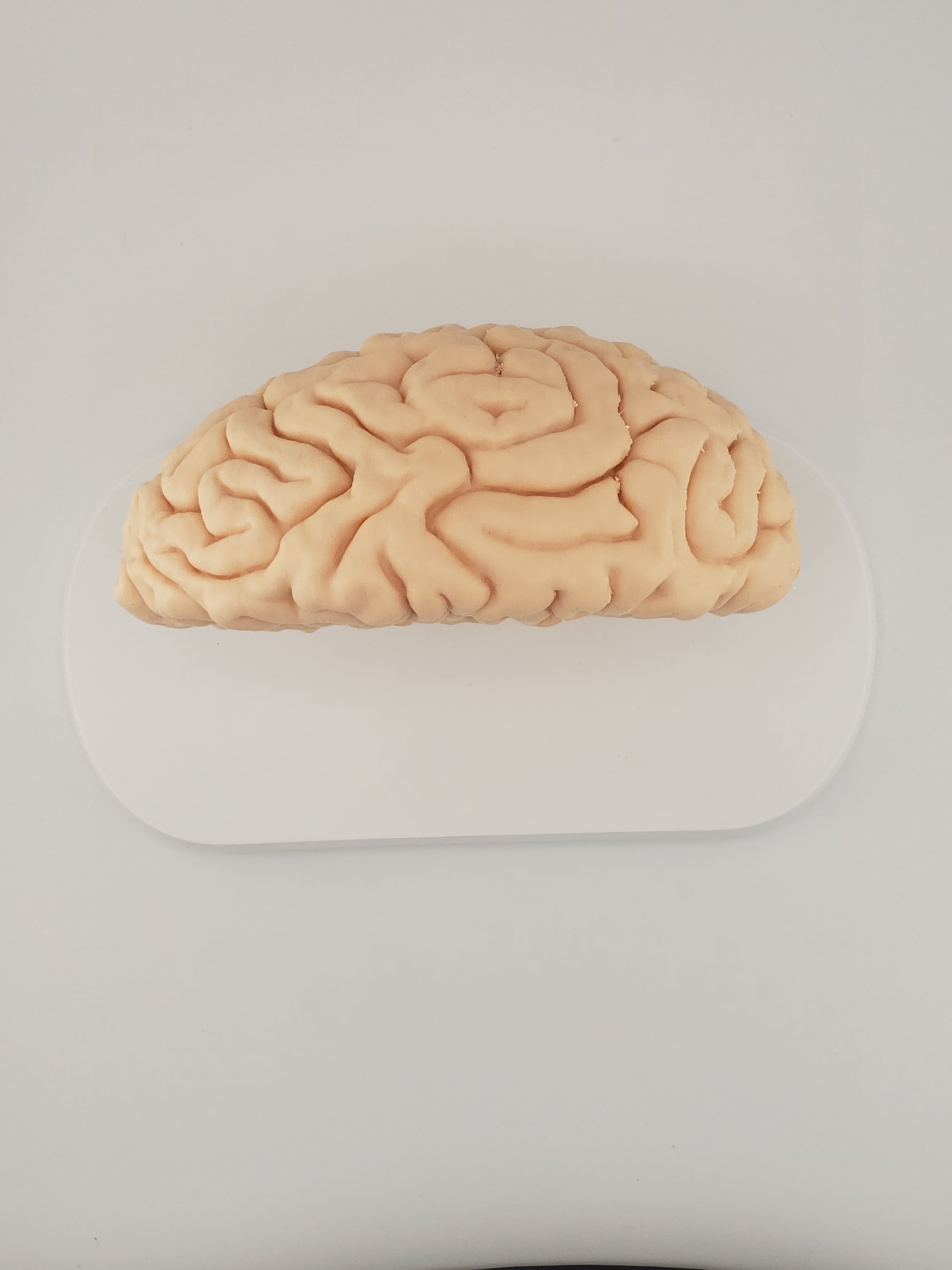 Brain Anatomy Cross-Section 3D print 3d model