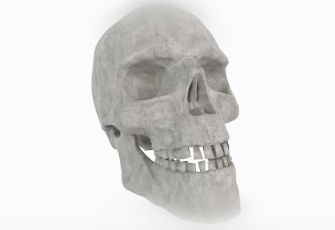 Human Skull 3d model
