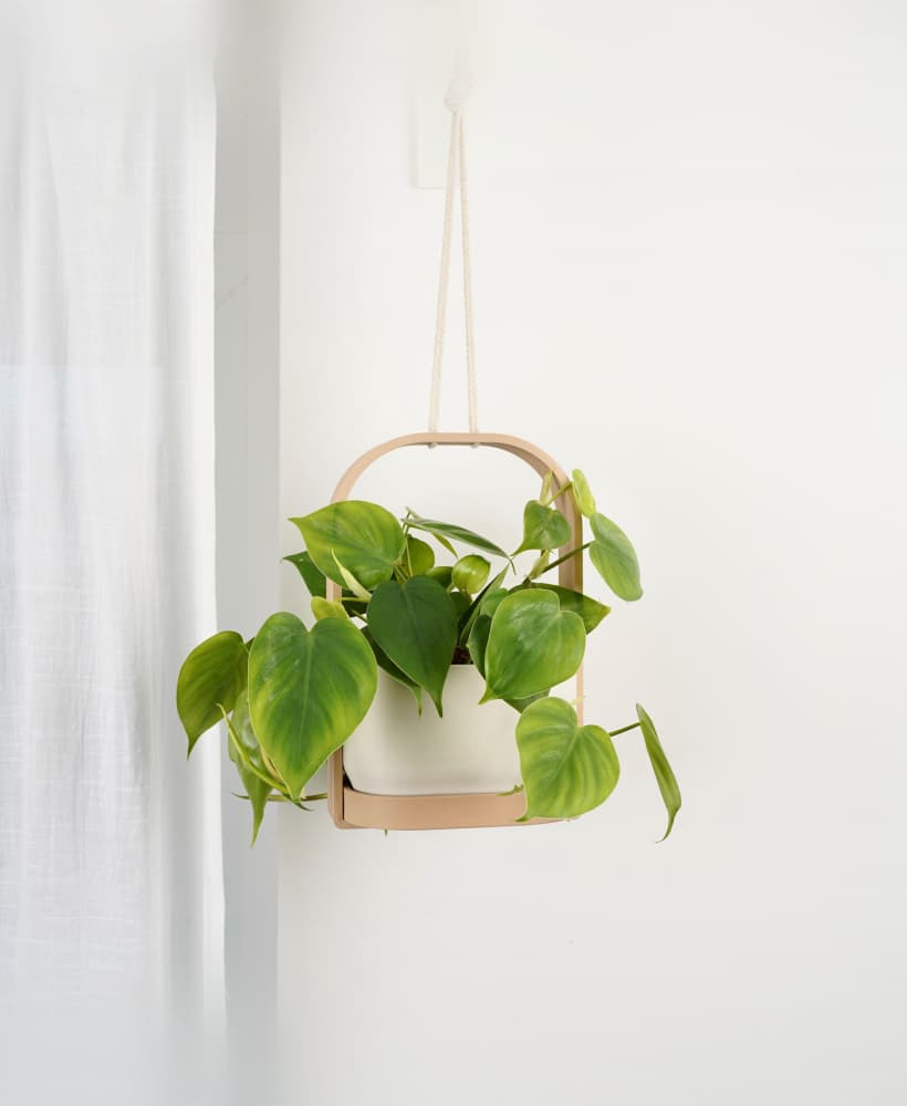 HANGIS Hanging Planter I Frame Planter 3d model