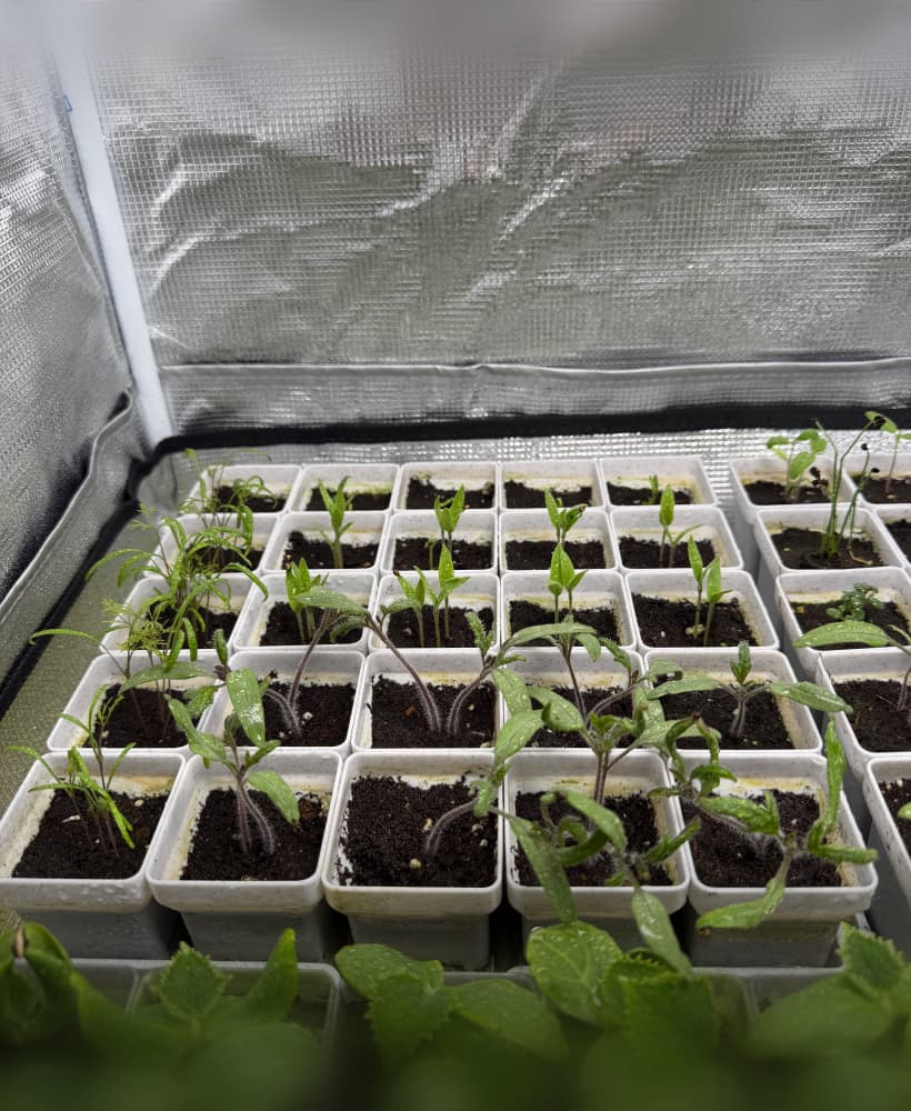 Seed starting system - 5x5 pots with lid (250mm bed) 3d model