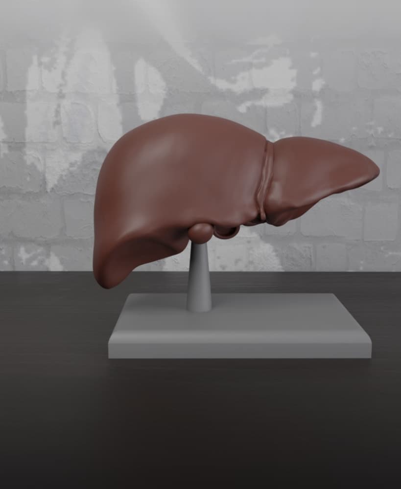 Liver Human Anatomy Organ 3d model
