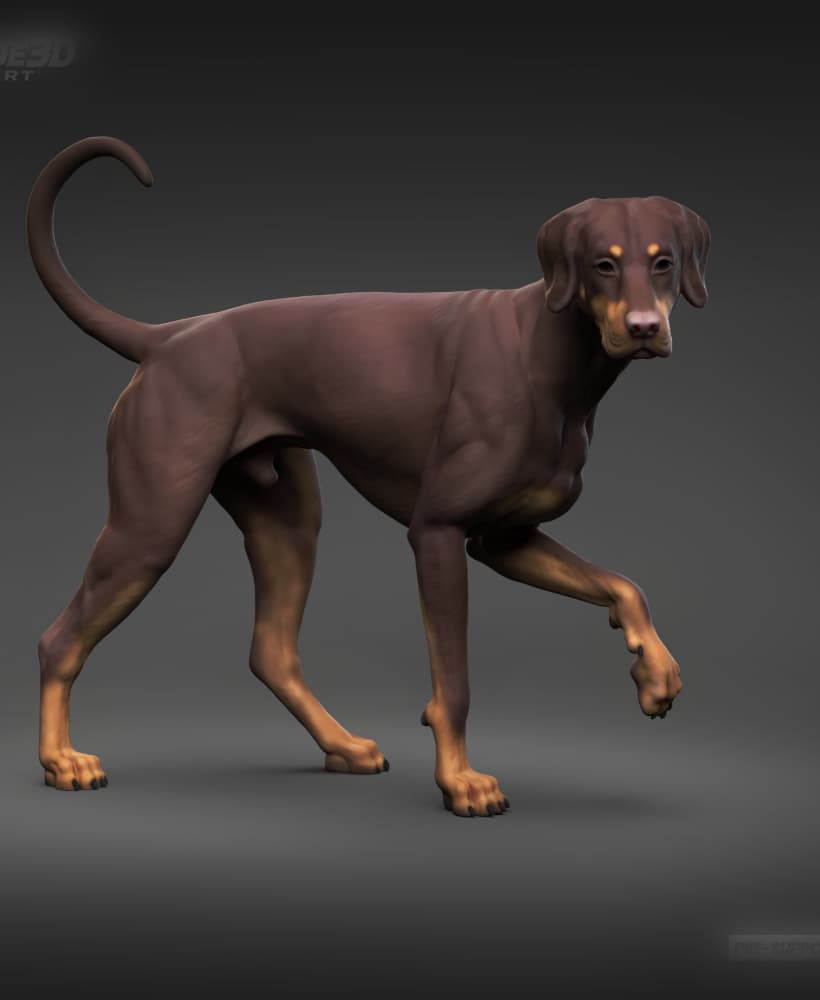 Doberman Pinscher Natural Ears Natural Tail 3D Print Pose 06 3d model