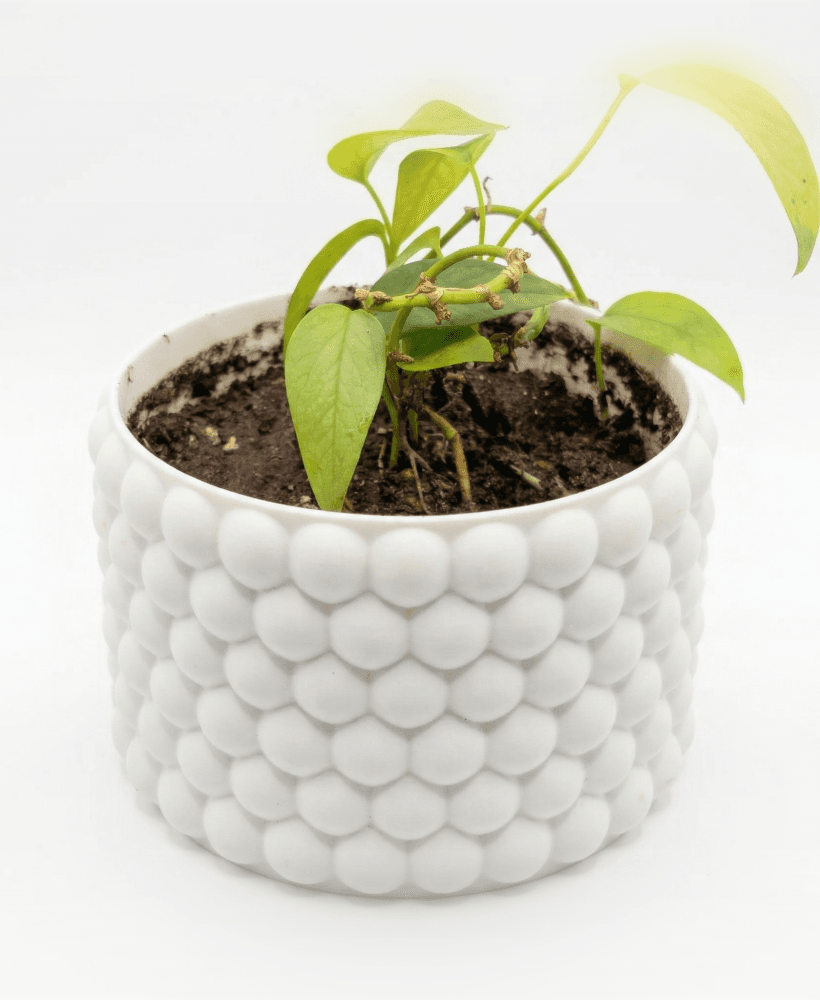 Bubble Planter 3d model