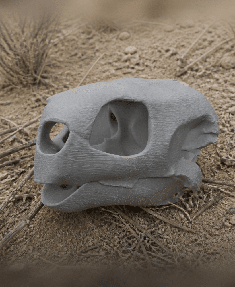 Hawksbill Turtle Skull.stl 3d model