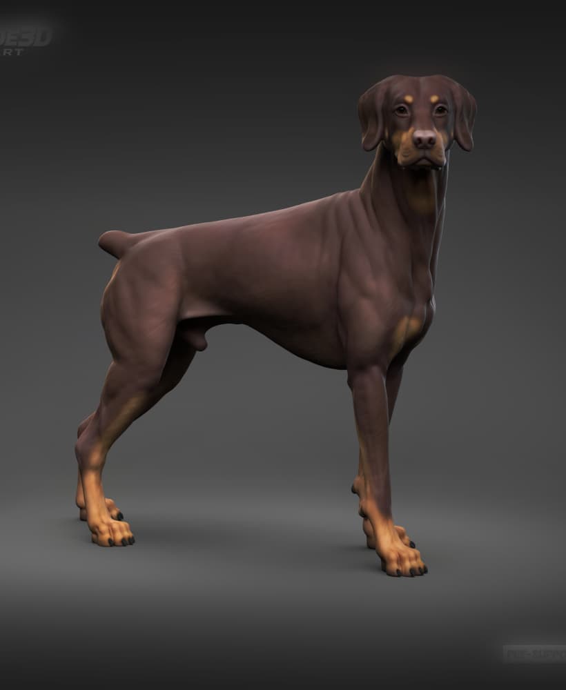 Doberman Pinscher Natural Ears Docked Tail 3D Print Pose 05 3d model