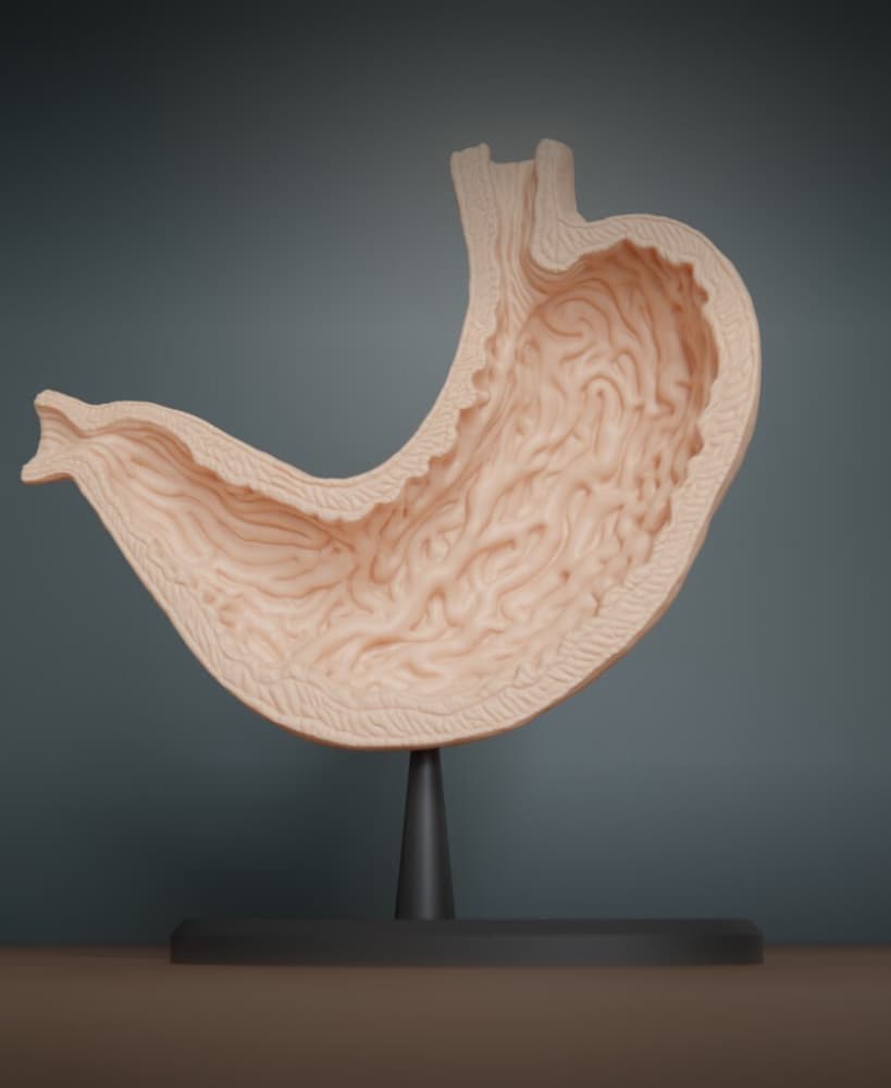 Human Stomach Cross Section Anatomy 3d model