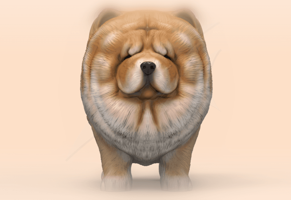 Cute ChowChow 3d model