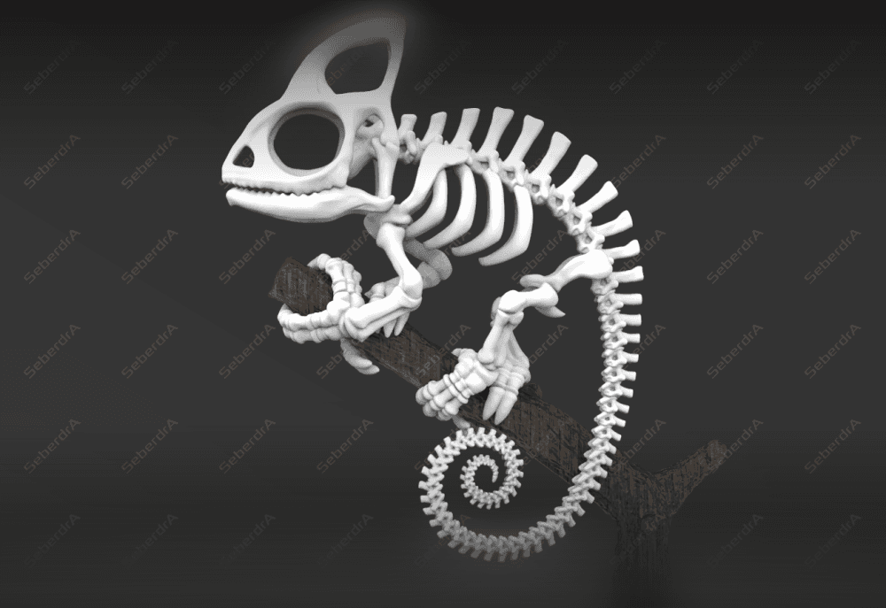 Cameleon Skeleton 3d model