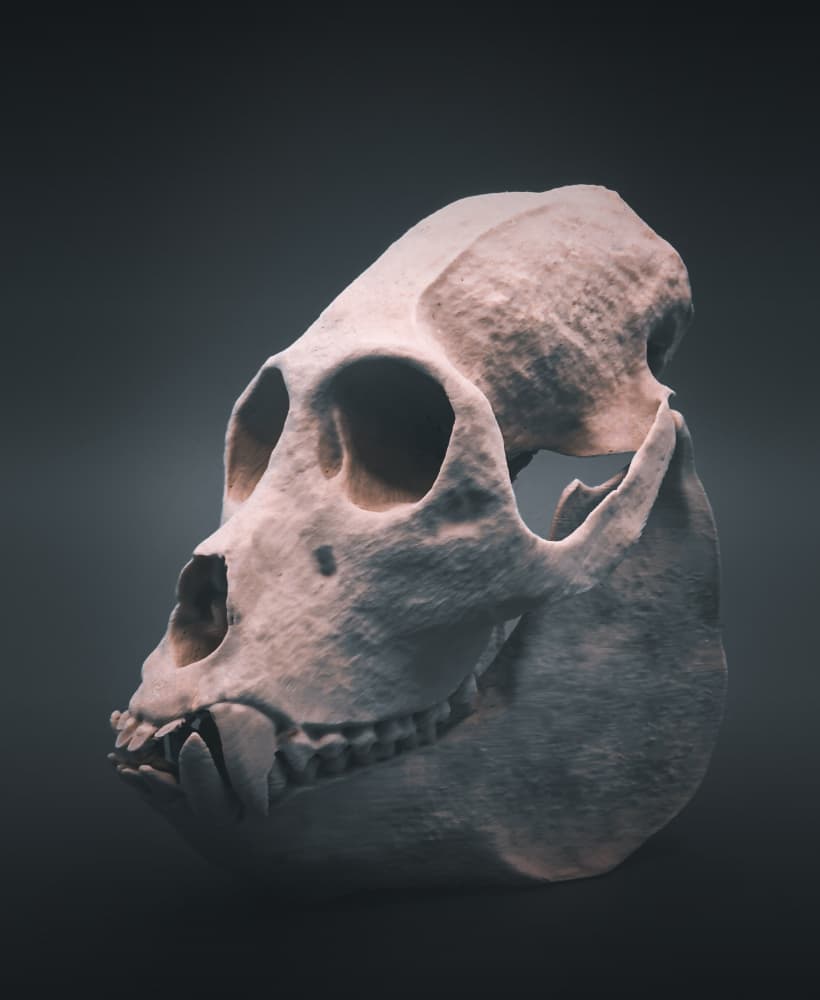 Howler Monkey Skull (Pre Supported) 3d model