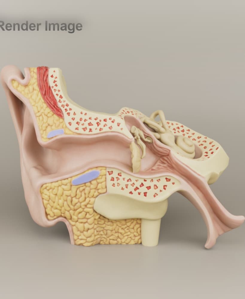 Anatomy of the Ear A Cross-Sectional 3D Print for Education 3d model