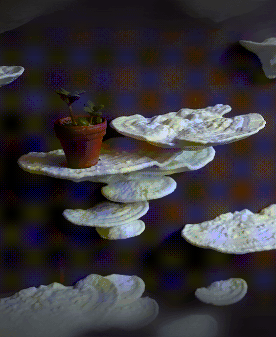 Mushroom shelf “Trametes Gibbosa” 3d model