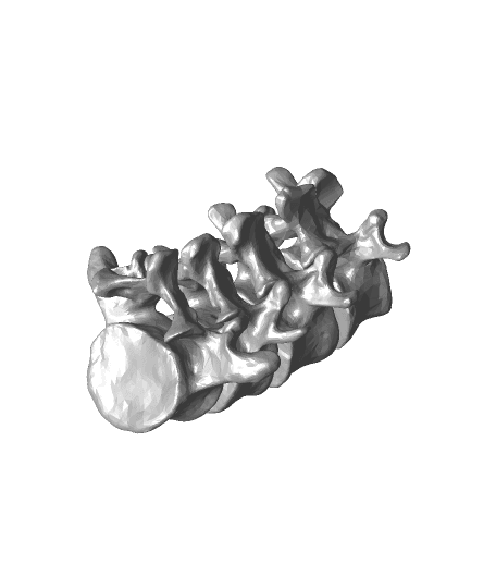 Full-sized Anatomically Correct Articulating Spine by DaveMakesStuff full viewable 3d model