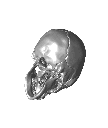 Full Size Anatomically-Correct 18-Piece Magnetic Human Skull Model by DaveMakesStuff full viewable 3d model