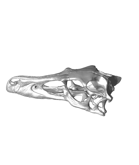 velociraptor skull 3d model