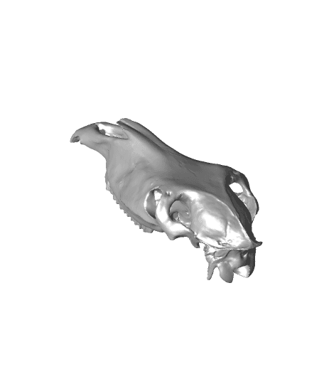 cavalo Cranio 3d model