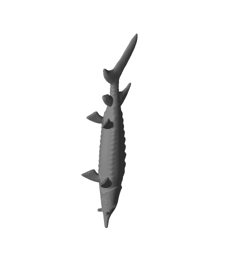 Fish of the sturgeon family - Russian sturgeon 3d model
