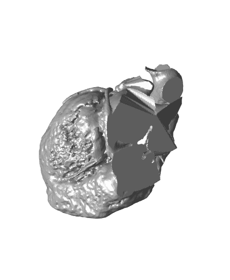 Coração Humano 3d model