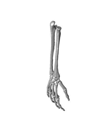 Full Size Anatomically Correct Human Hand Model by DaveMakesStuff full viewable 3d model