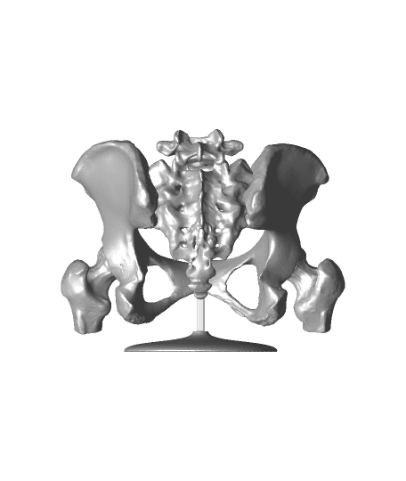 6-Piece Magnetic Female Pelvis Model by DaveMakesStuff full viewable 3d model