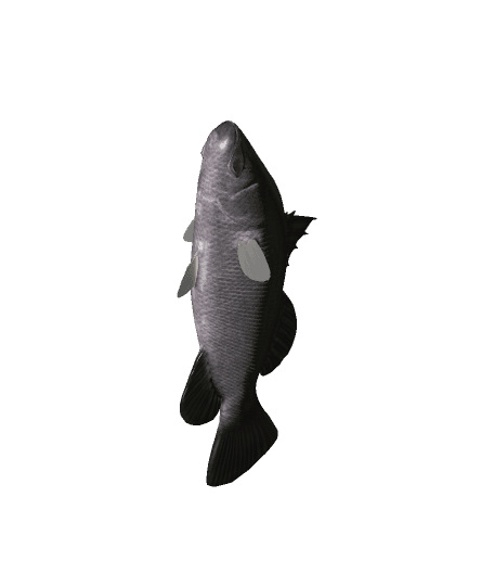 BarramundiFish (1).glb 3d model