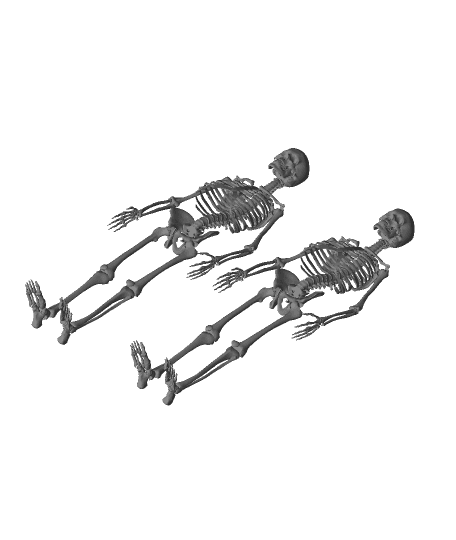 human Skeleton.obj 3d model
