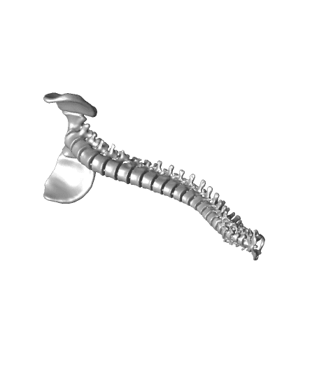 Flexible Spine Model with Display Stand by DaveMakesStuff full viewable 3d model