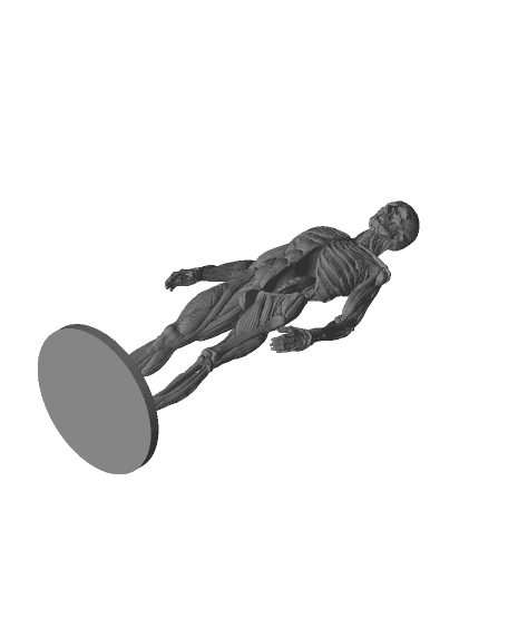 Ecorche - Human Anatomy 3d model