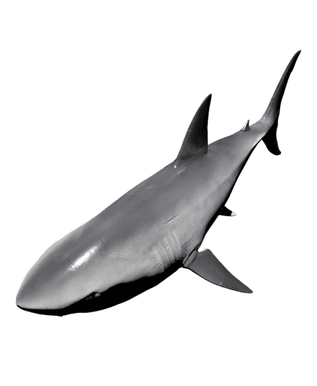 Shark Animated.glb 3d model