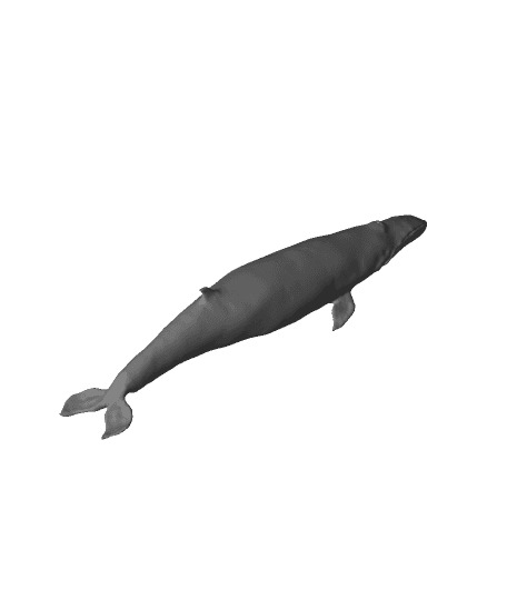 Minke Whale! 3d model
