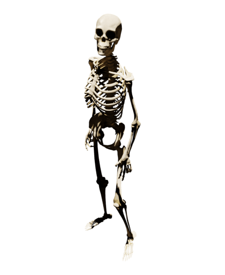 Skeleton Animated.glb 3d model