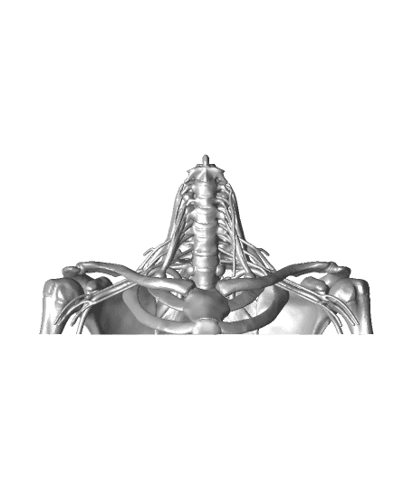 16-Piece Full Size Brachial Plexus Model by DaveMakesStuff full viewable 3d model