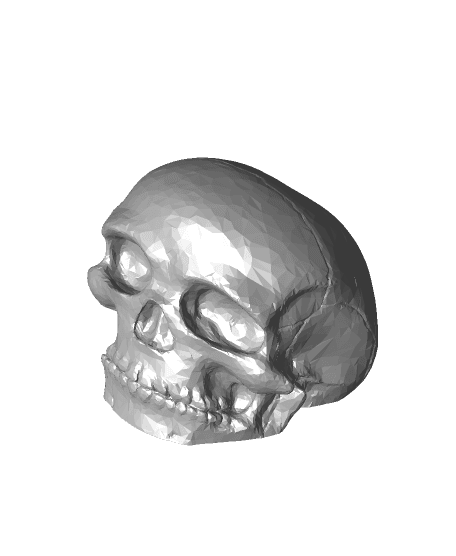 plain skull  3d model