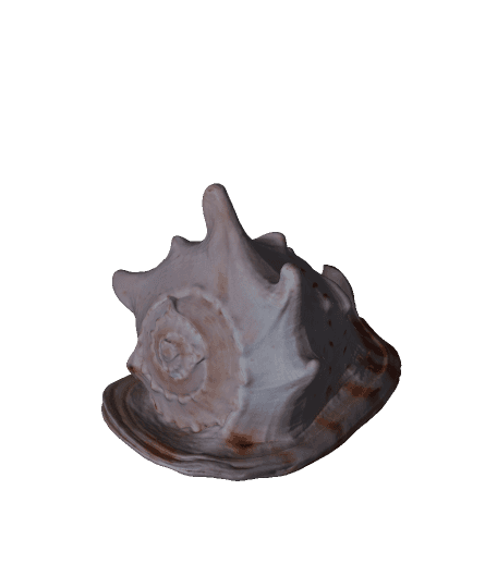 Big pretty shellfish（generated by Revopoint POP 2） by Revopoint full viewable 3d model