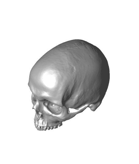 skull with mandibule 3d model