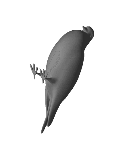 Rock Pigeon 3D Model 3d model
