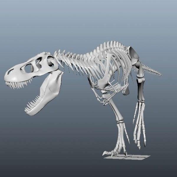 Dinosaur Bones 3D Model 3d model