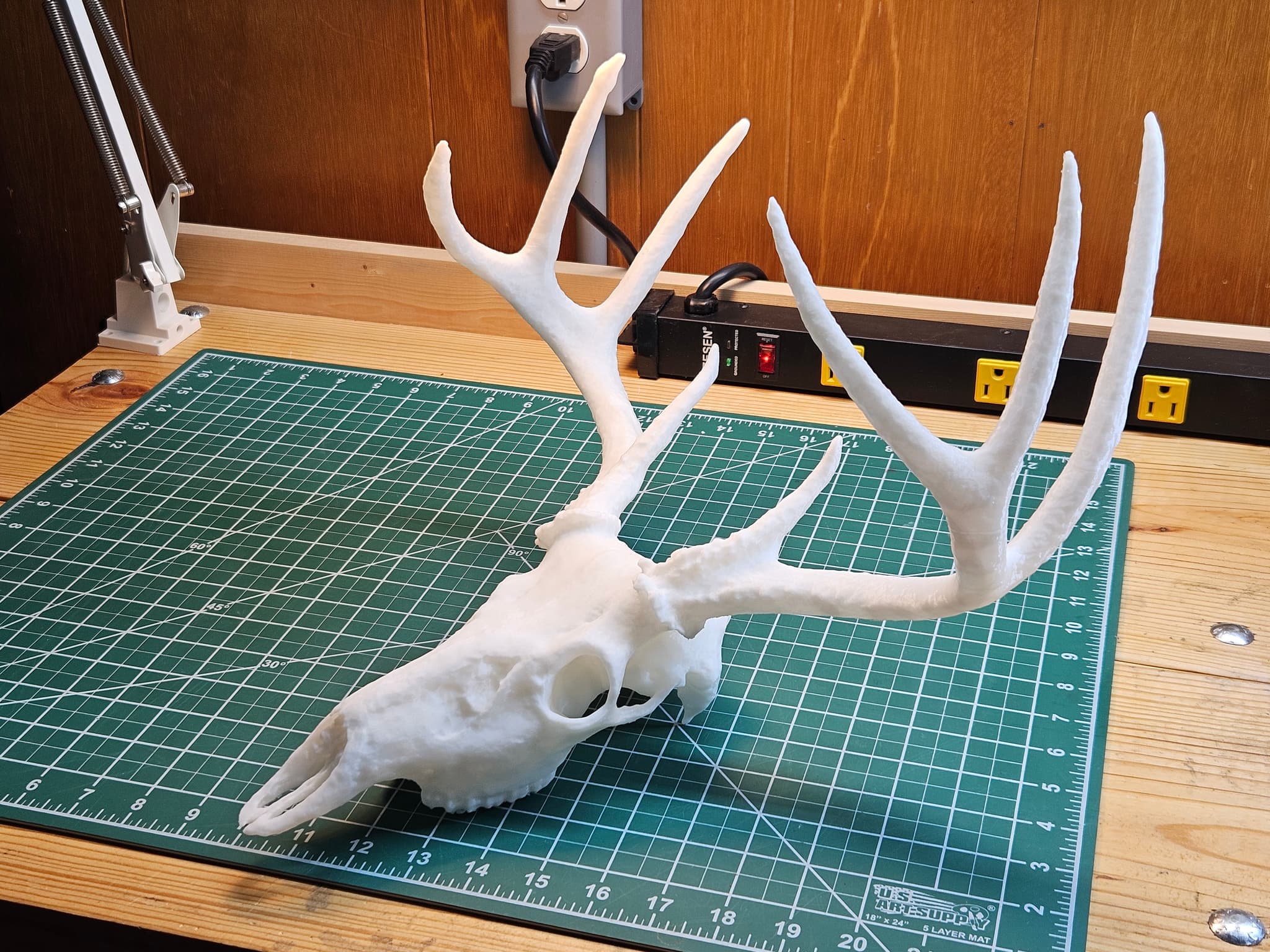 Deer Rint White-tailed Deer Skull - 3D model by Jerrari on Thangs