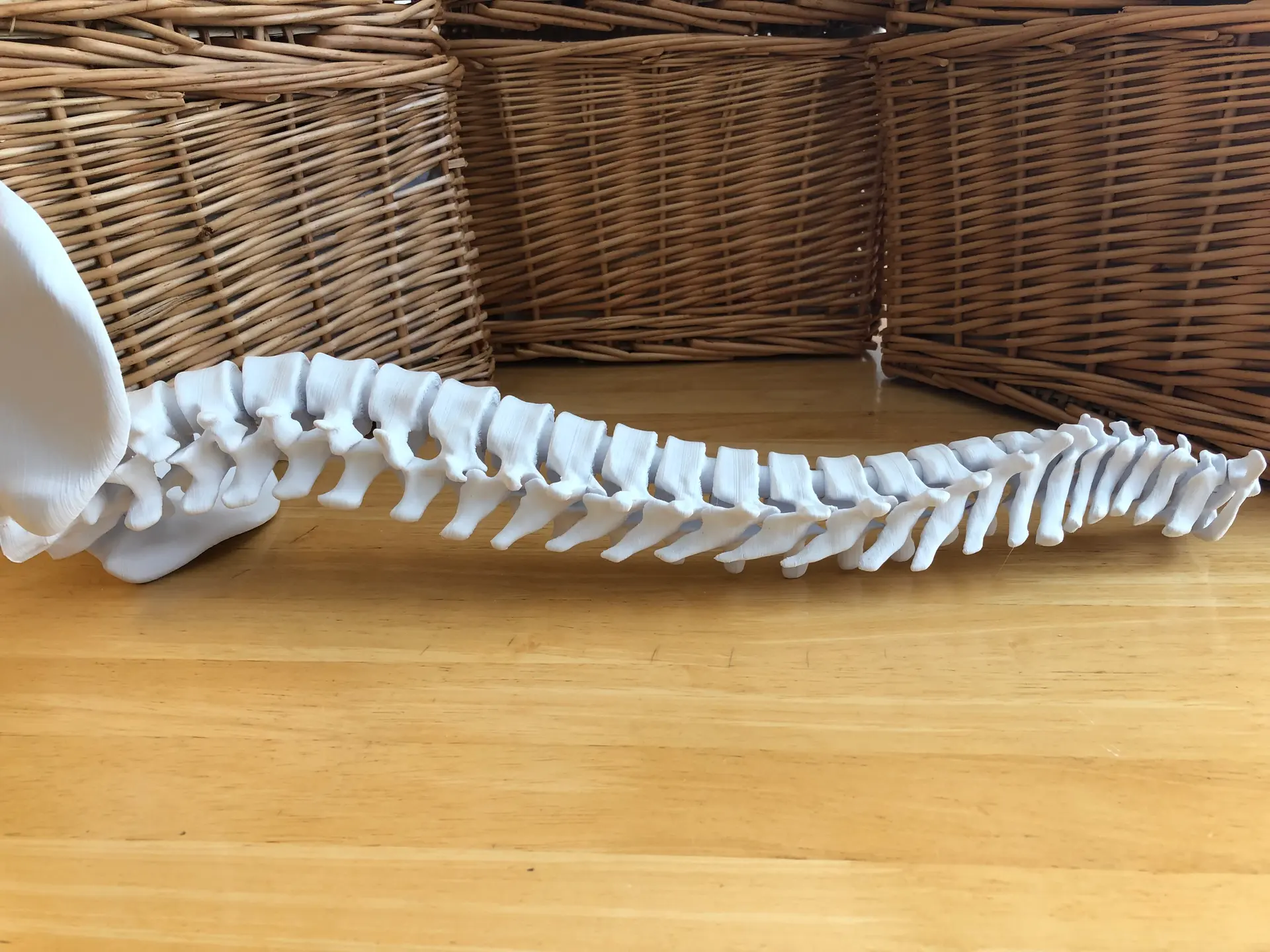 Spinal Stacking Vertebral Stacking Blocks - 3D model by DaveMakesStuff on Thangs