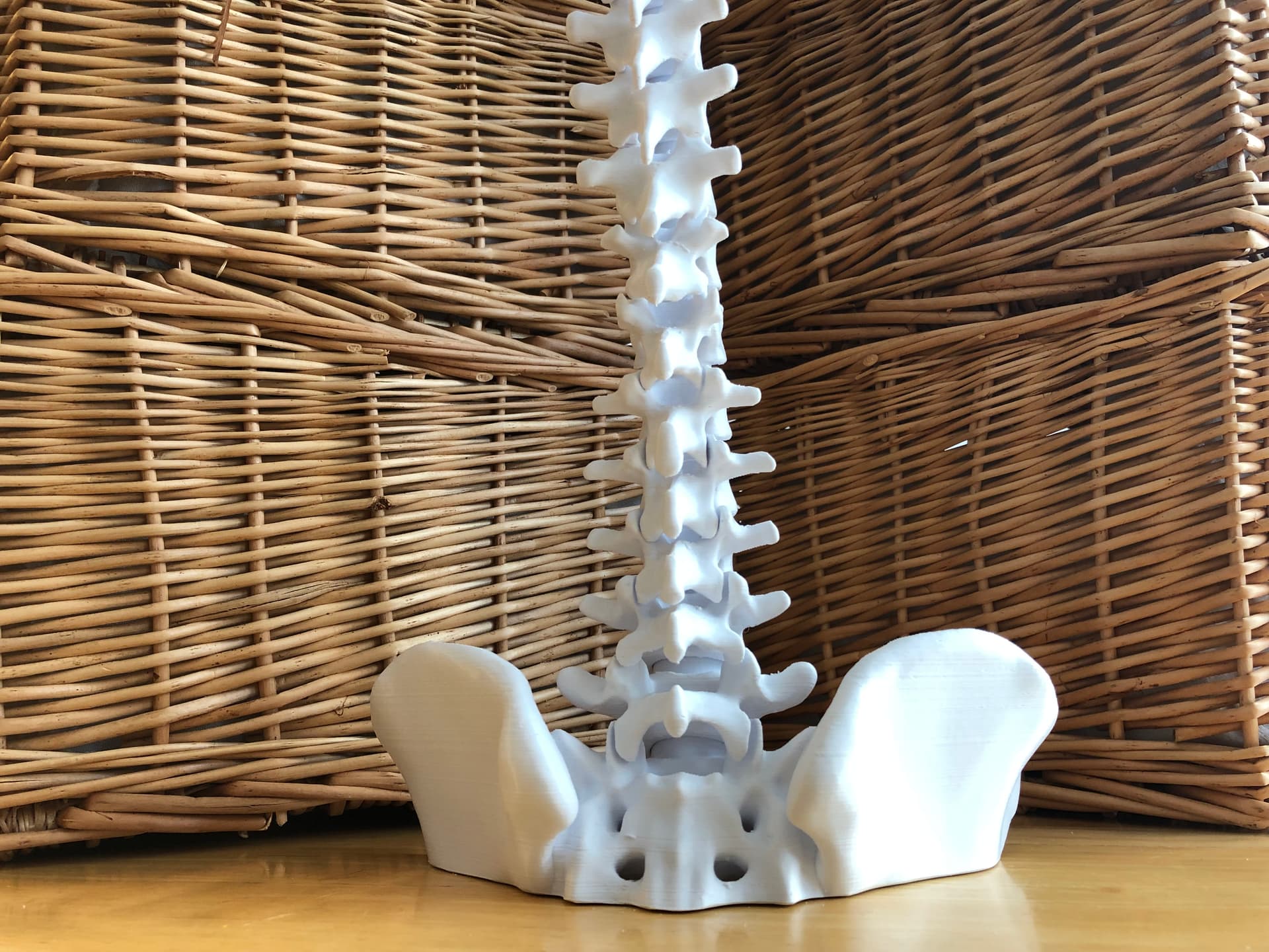 Spinal Stacking Vertebral Stacking Blocks - 3D model by DaveMakesStuff on Thangs