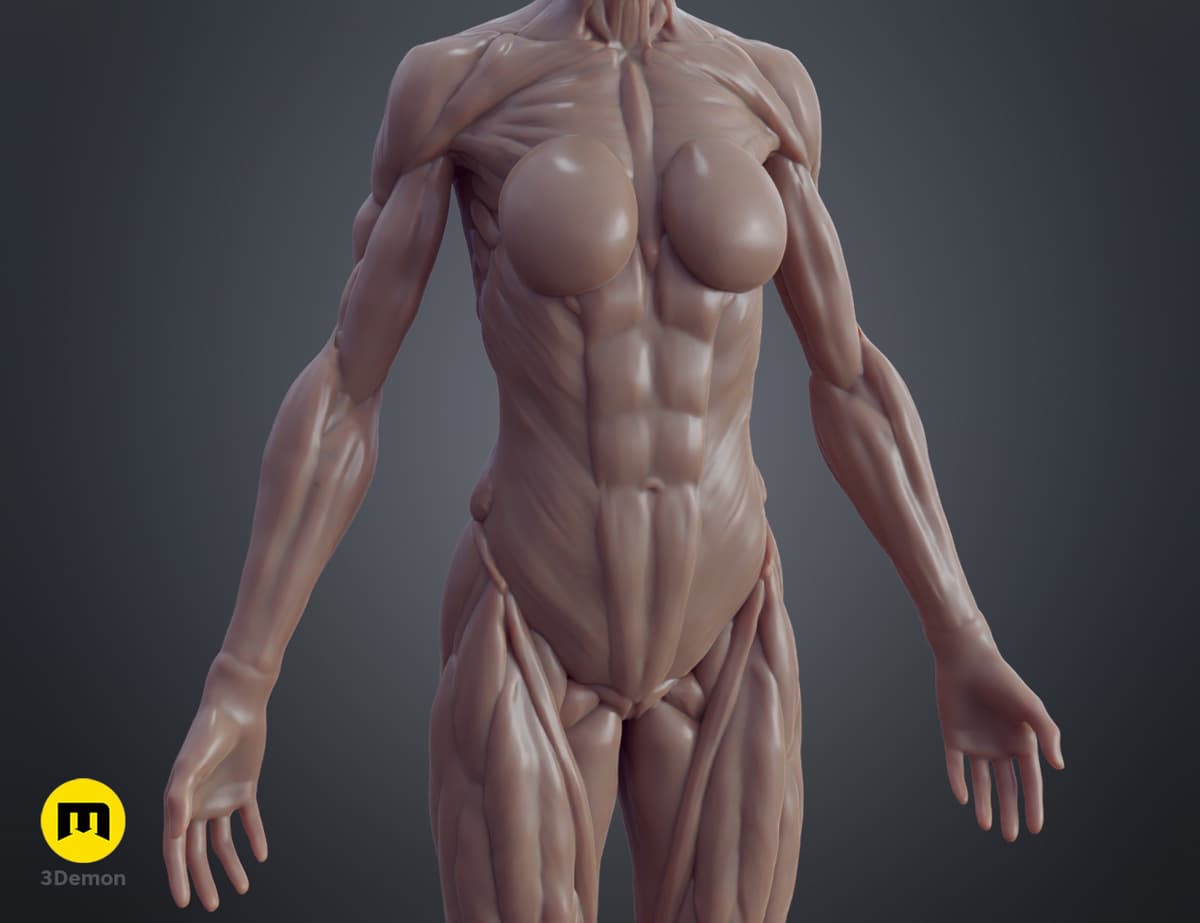Ecorche Inmotion Female ecorche - 3D model by 3D-mon on Thangs - Image 8 of 12